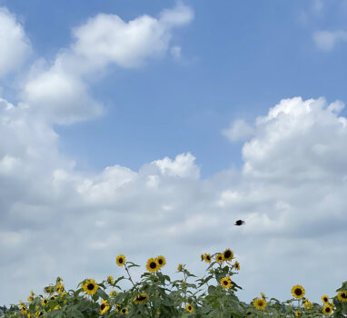 夏空