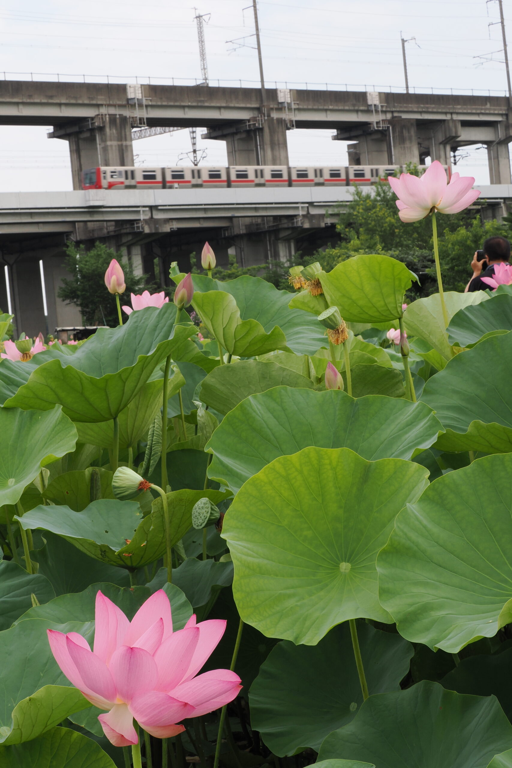 原市の蓮